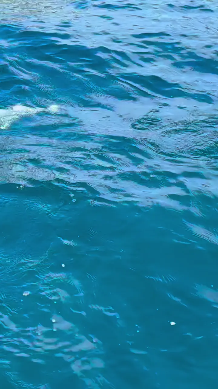 Prévia do vídeo real de uso da Gui Custom Lures